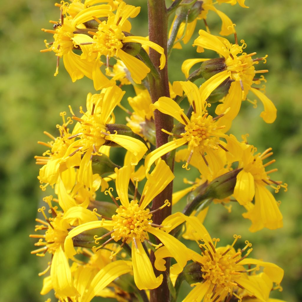 Ligularia wilsoniana - Wilson-Goldkolben