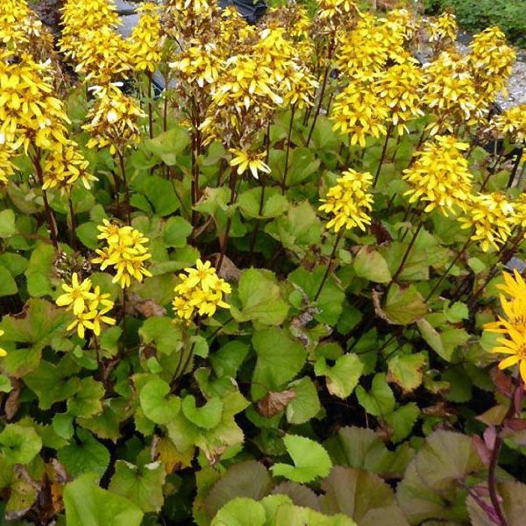 Ligularia hessei Lanternchern - Hesses-Goldkolben