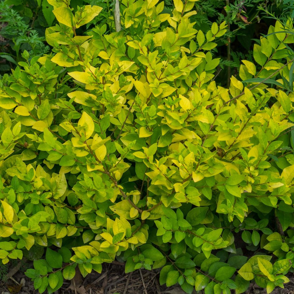 Gelblaubiger Liguster - Ligustrum vicaryi