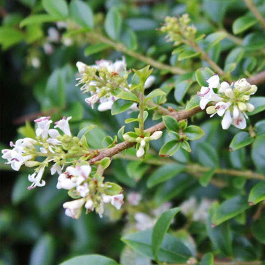 Delavays Liguster - Ligustrum delavayanum