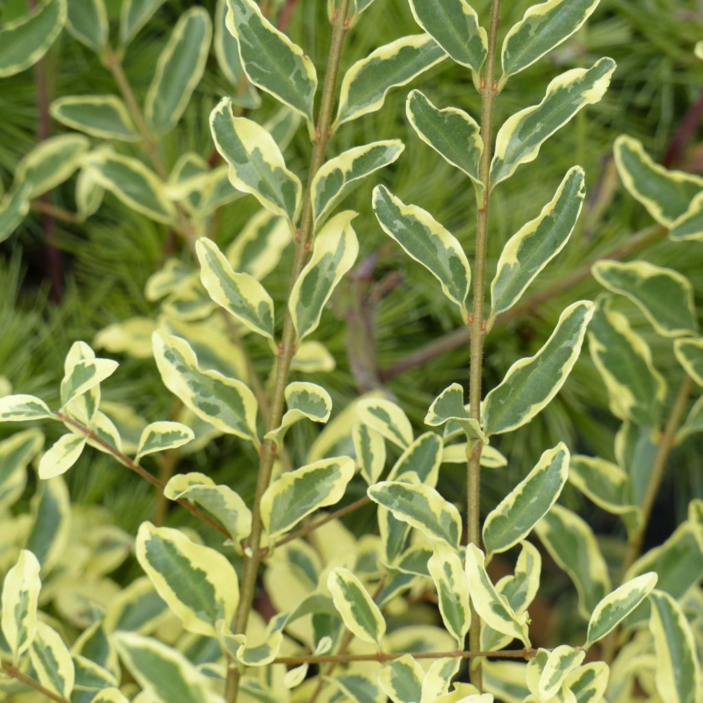 Liguster Musli - Ligustrum ibota