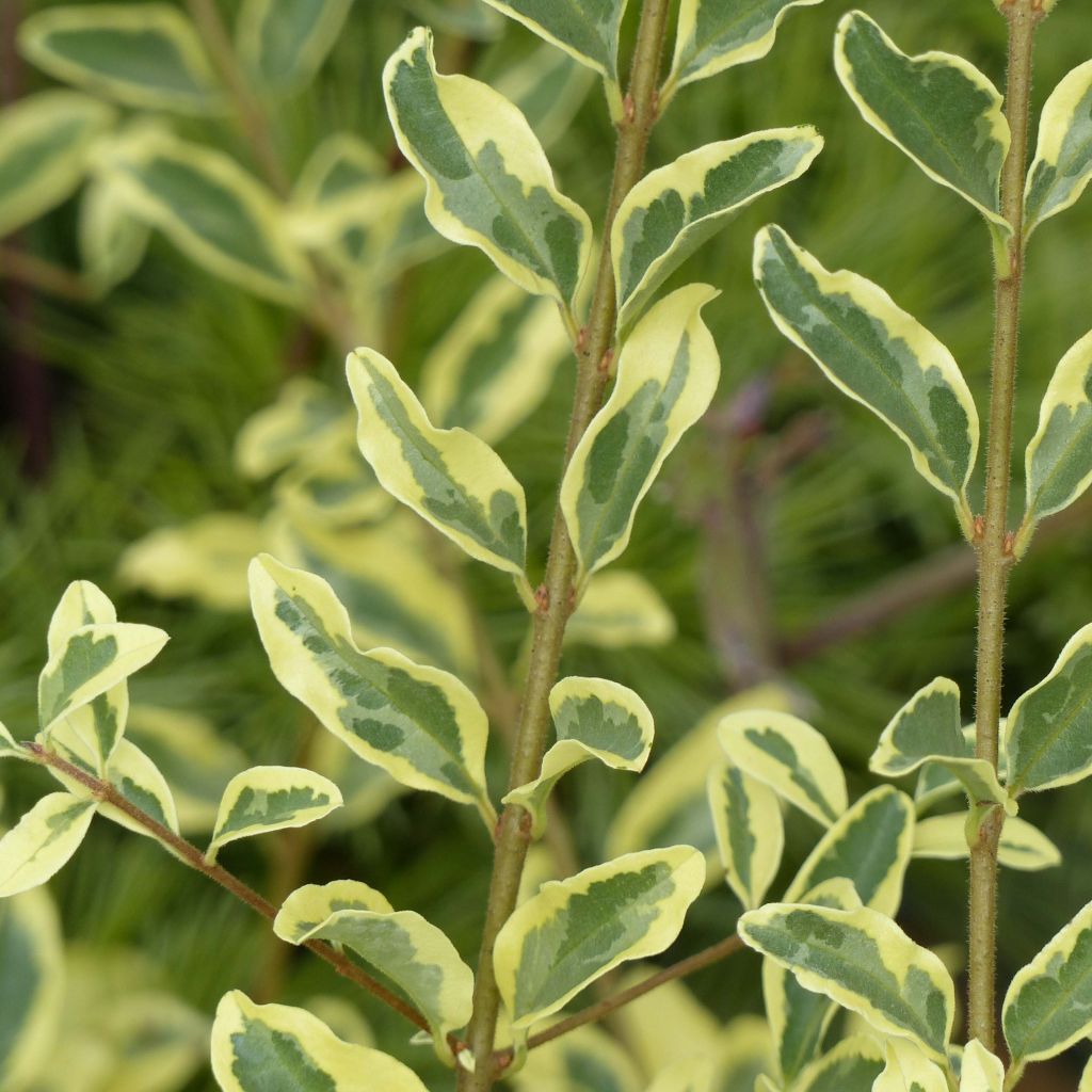 Ligustrum ibota Musli (Muster) - Troène panaché