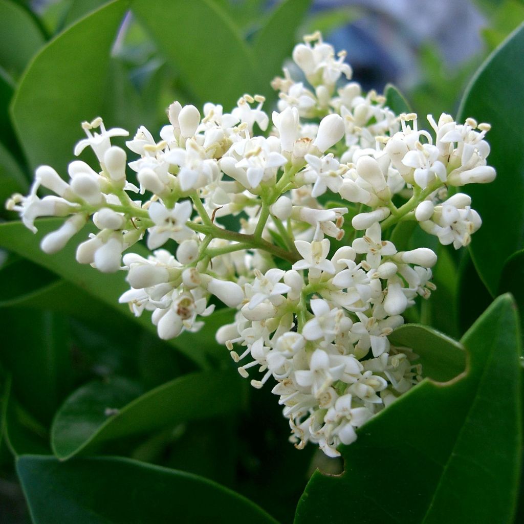 Japanischer Liguster - Ligustrum japonicum