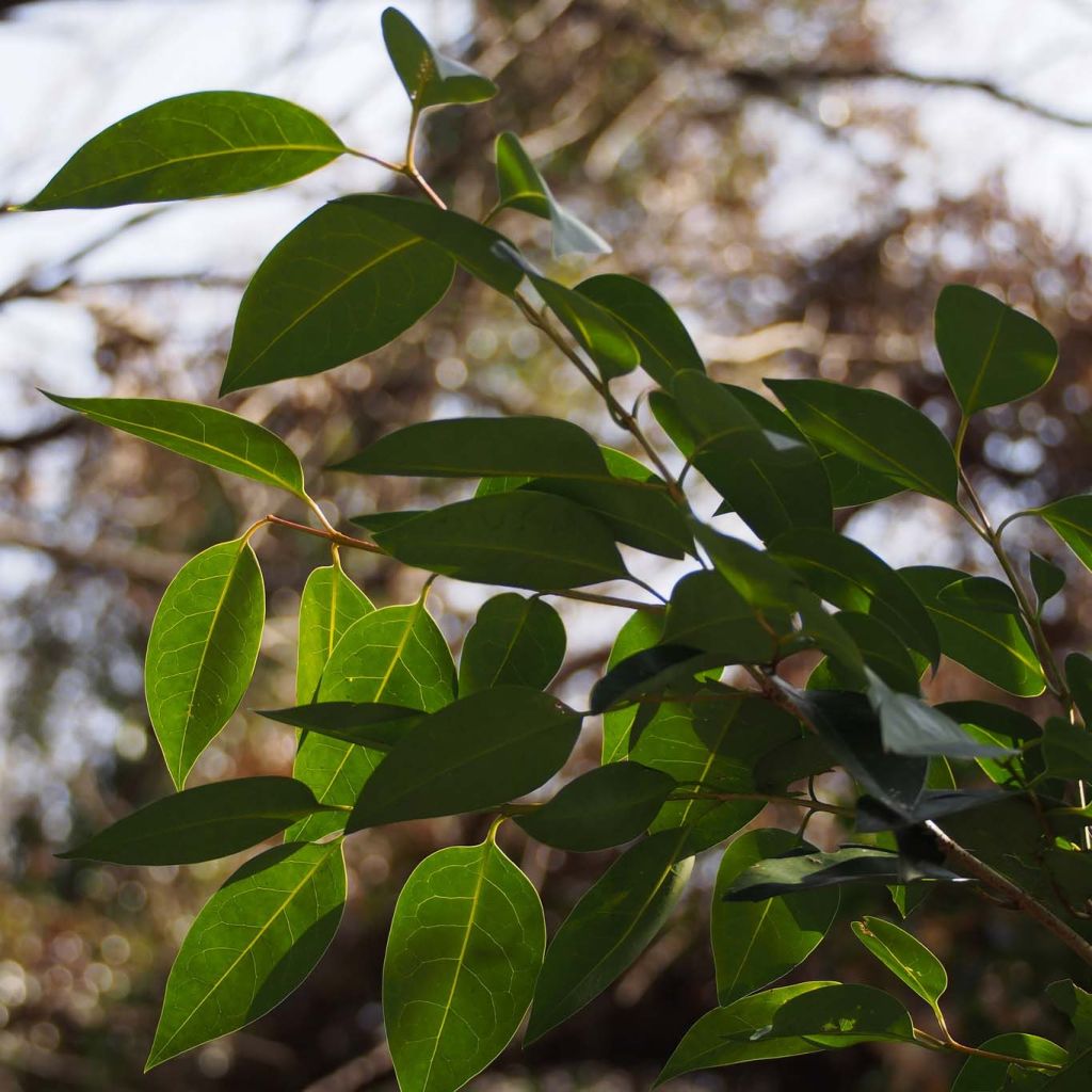 Troène de Chine - Ligustrum lucidum