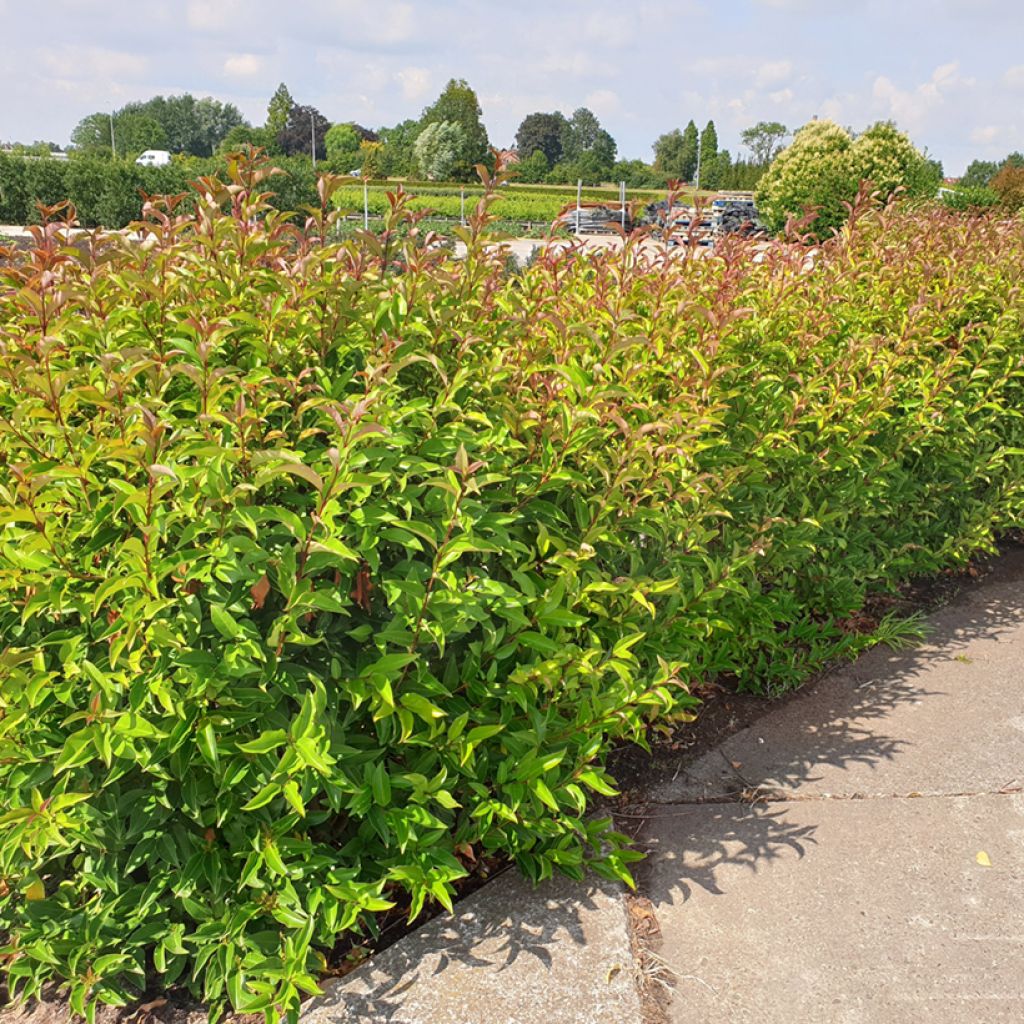 Glanz-Liguster Green Screen - Ligustrum lucidum