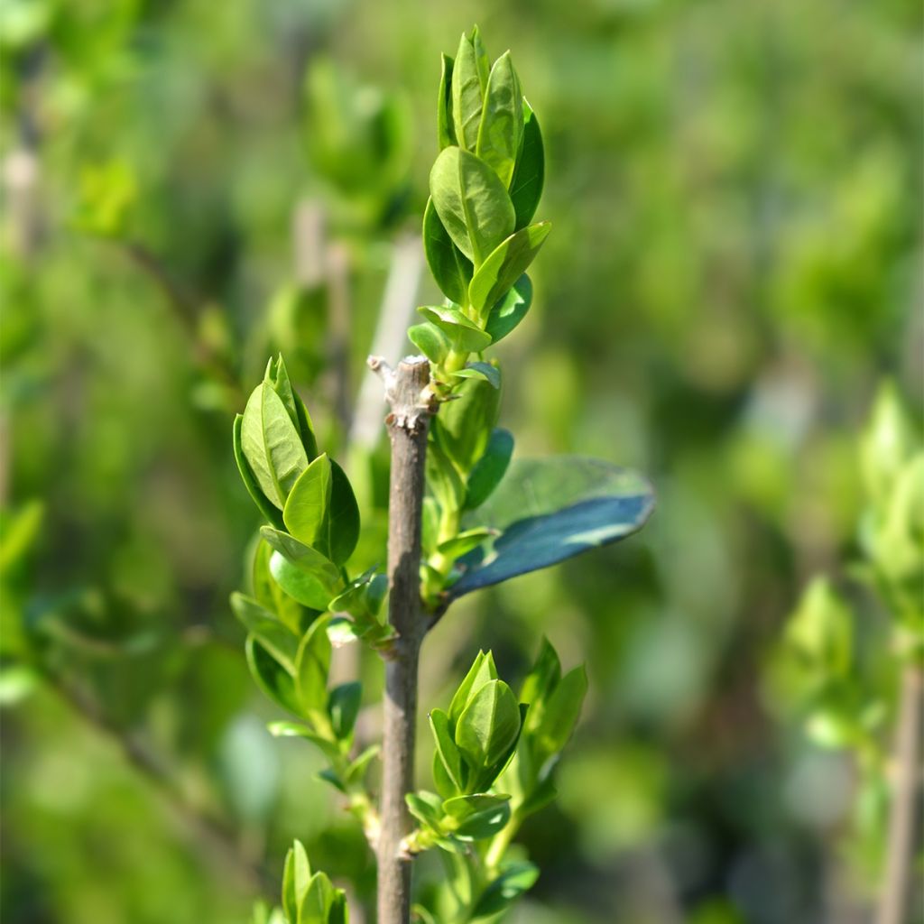 Troène de Californie - Ligustrum ovalifolium Green Diamond