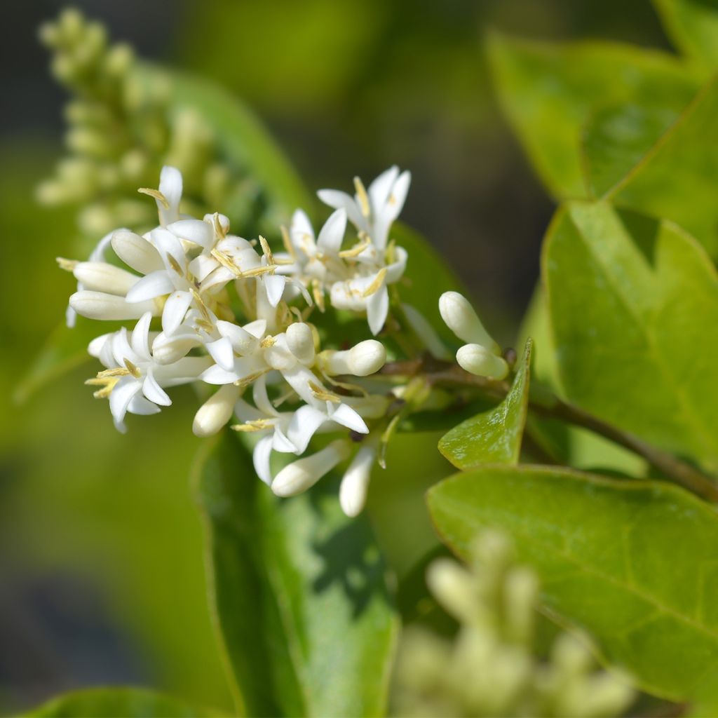 Troène de Californie - Ligustrum ovalifolium Green Diamond