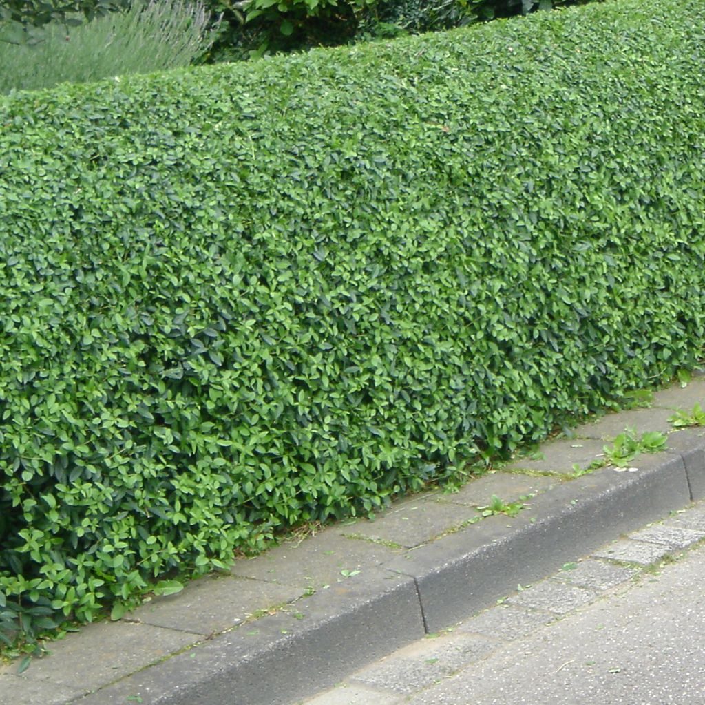 Zwergliguster Lodense - Ligustrum vulgare