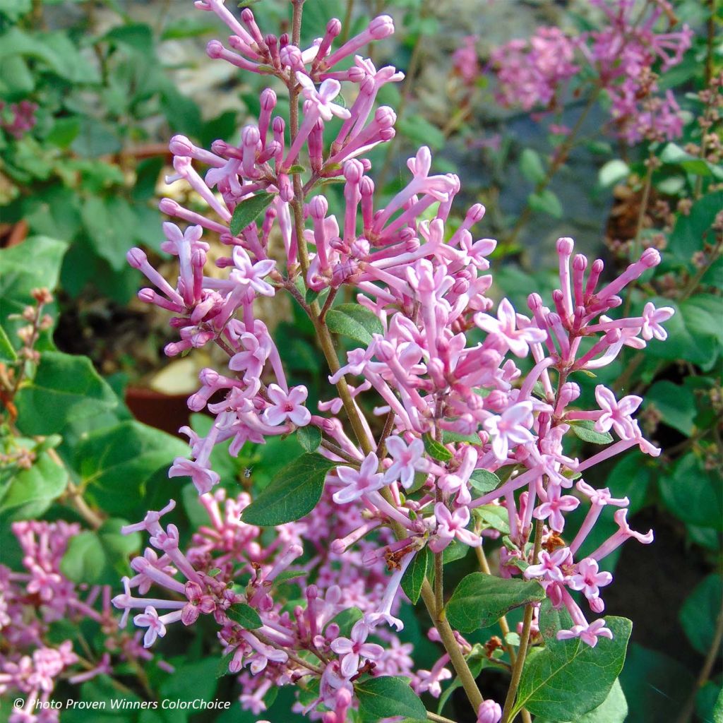 Lilas Bloomerang Pink Perfume - Syringa nain hybride remontant