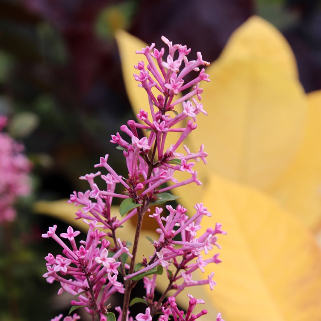 Syringa Pink Perfume - Zwerg-Duftflieder