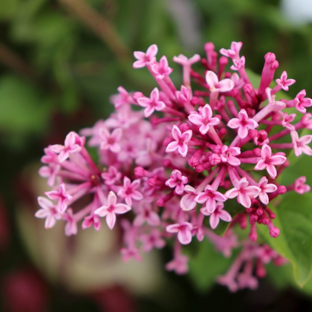 Syringa Pink Perfume - Zwerg-Duftflieder