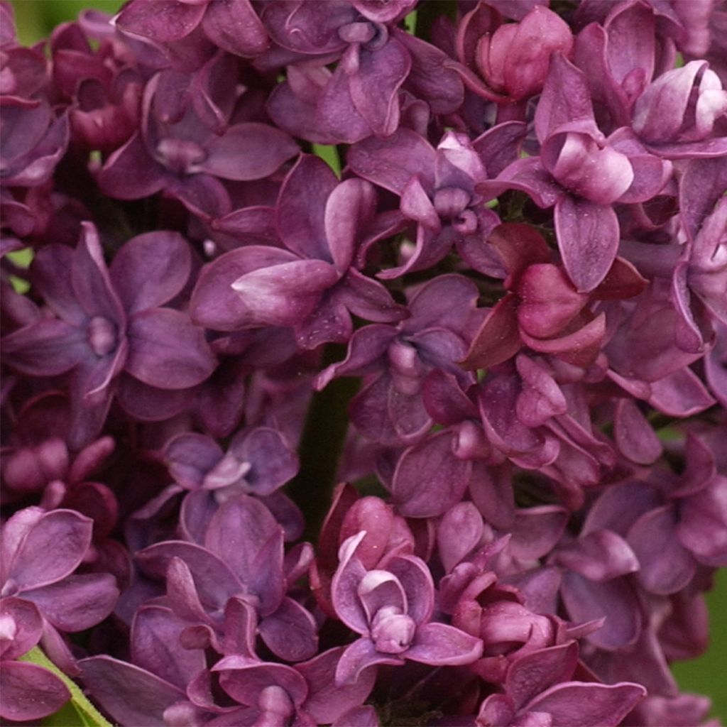 Edelflieder Charles Joly - Syringa vulgaris