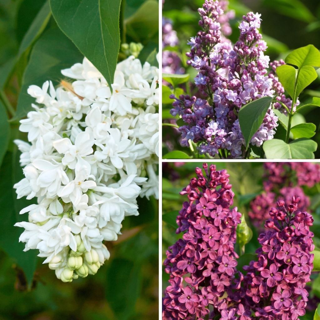 Edelflieder Three Sisters Mix - Syringa vulgaris