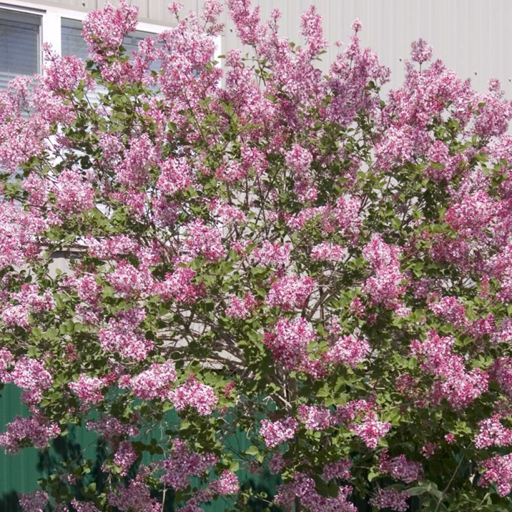 Syringa Tinkerbelle - Zwerg-Duftflieder