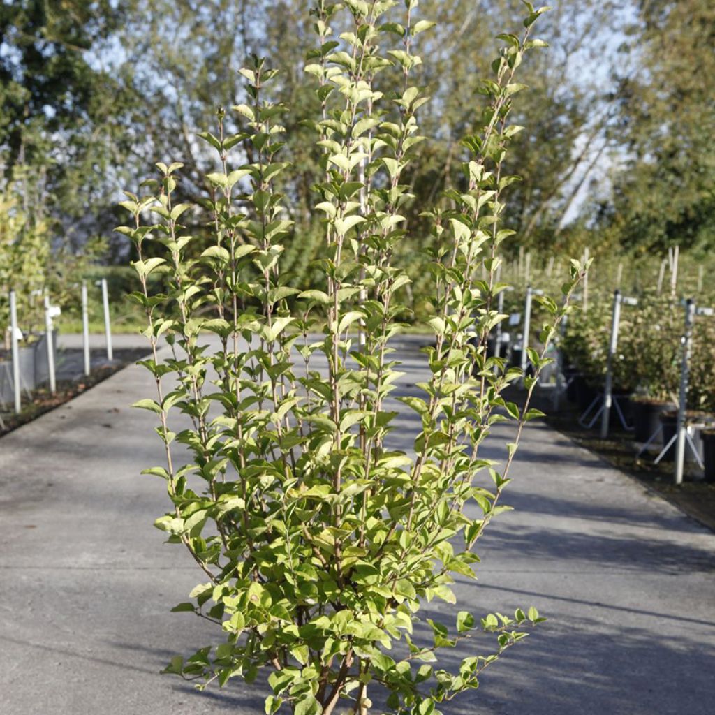 Syringa Tinkerbelle - Zwerg-Duftflieder