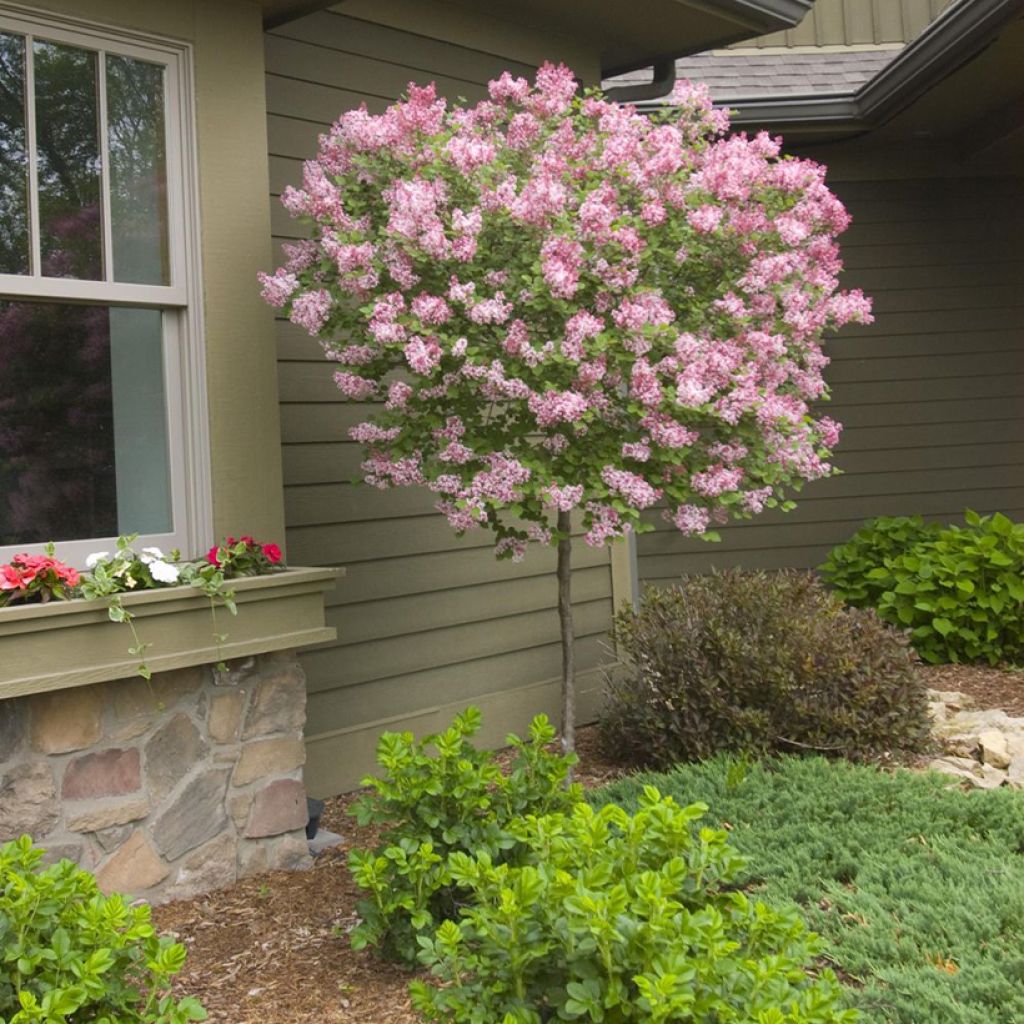 Syringa Tinkerbelle - Zwerg-Duftflieder