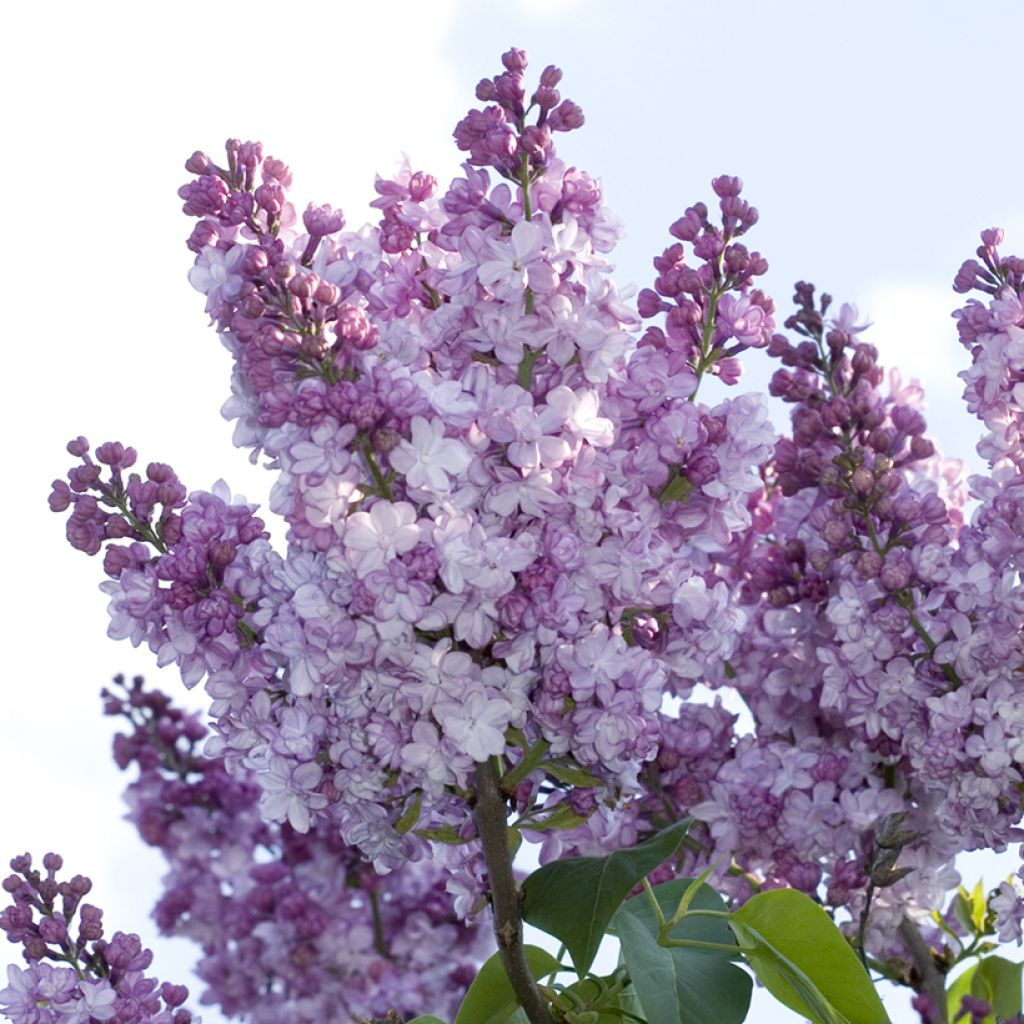 Edelflieder Nadezhda - Syringa vulgaris