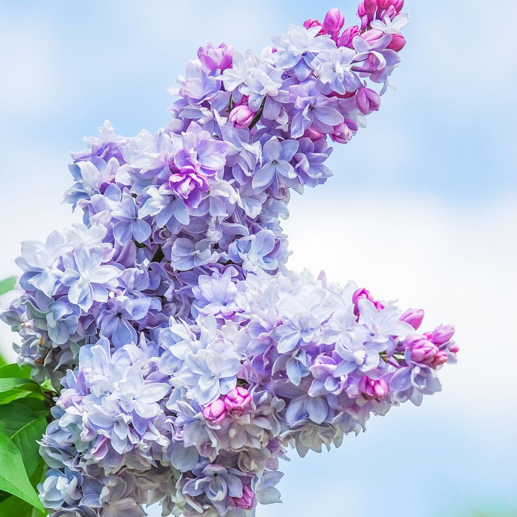 Edelflieder Nadezhda - Syringa vulgaris