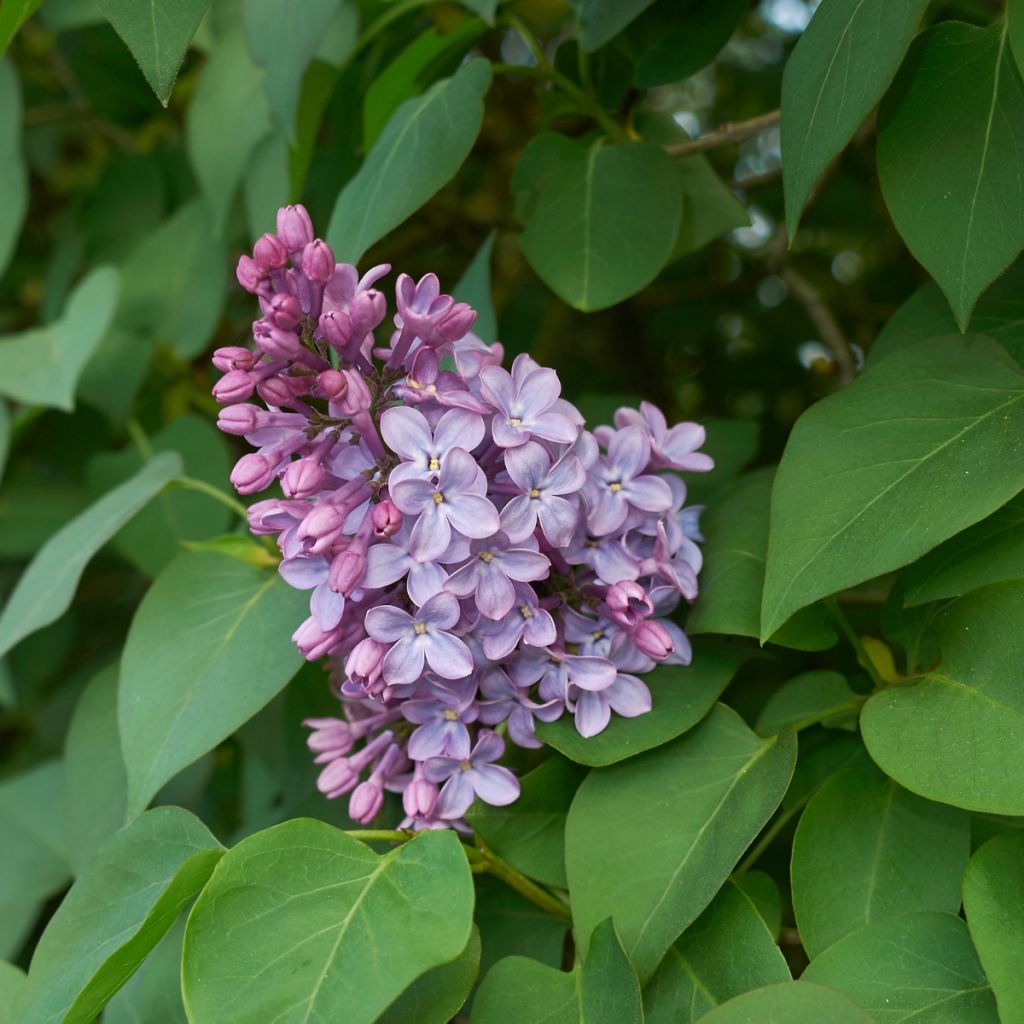 Edelflieder - Syringa vulgaris