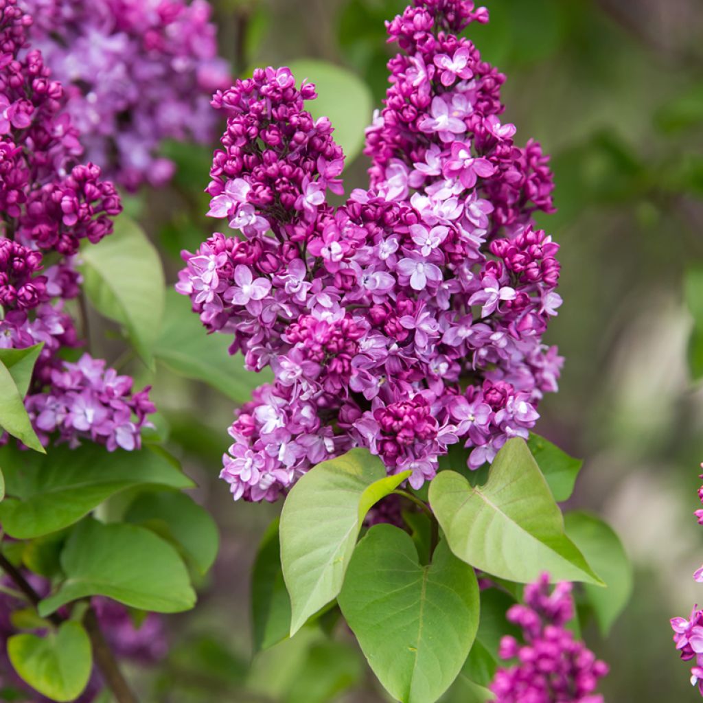 Syringa Virtual Violet - Flieder