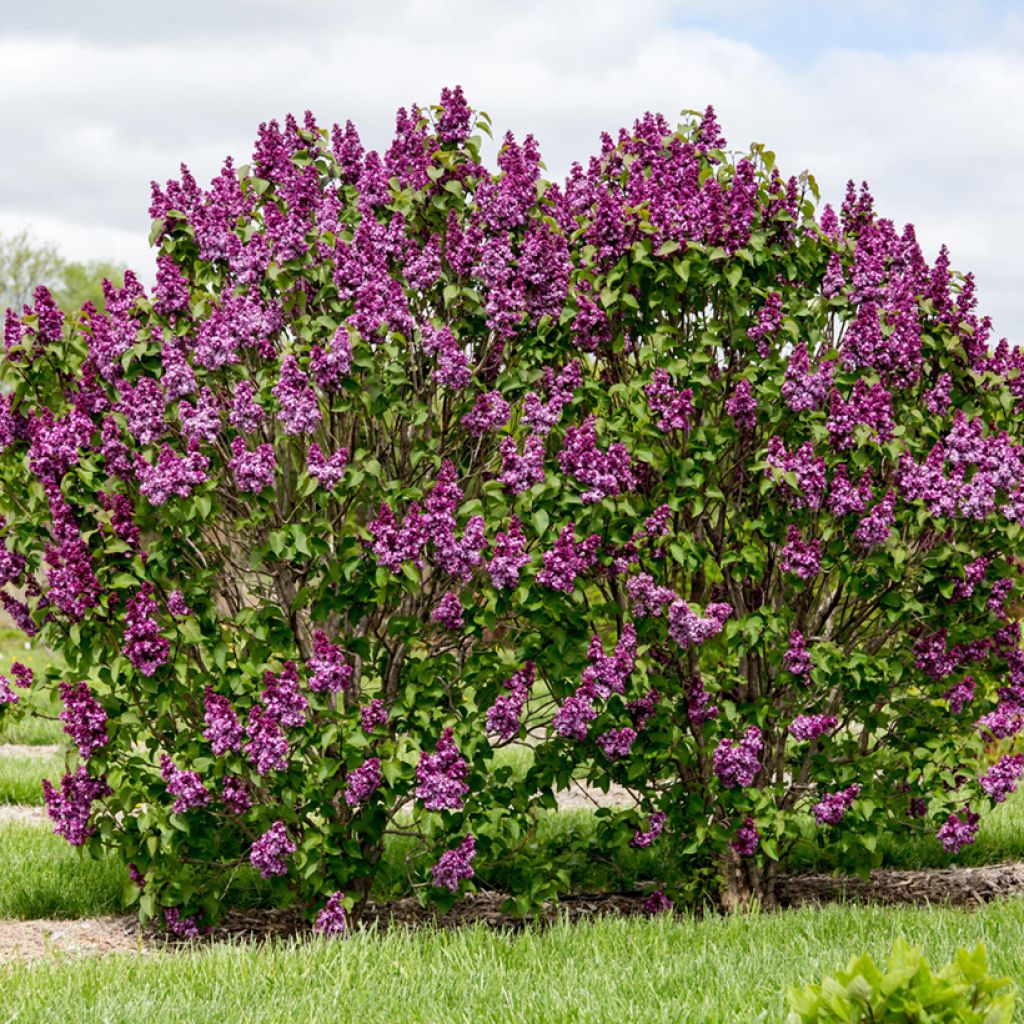 Syringa Virtual Violet - Flieder