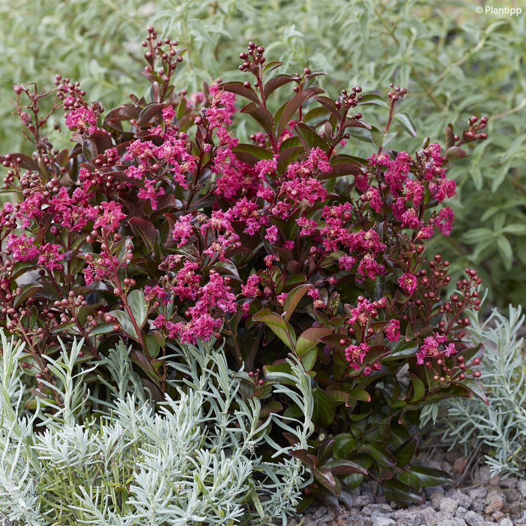 Chinesische Kräuselmyrte Berry Dazzle - Lagerstroemia