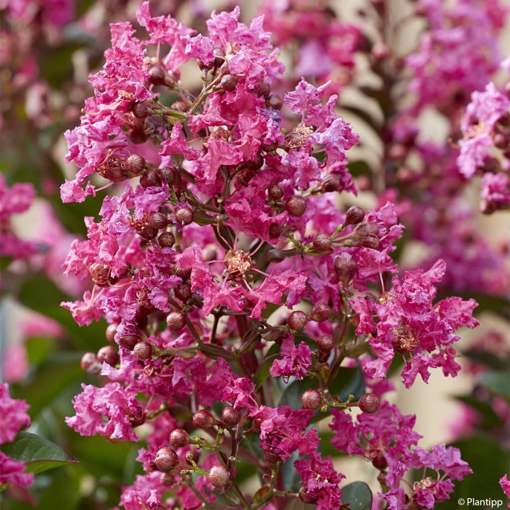 Chinesische Kräuselmyrte Berry Dazzle - Lagerstroemia