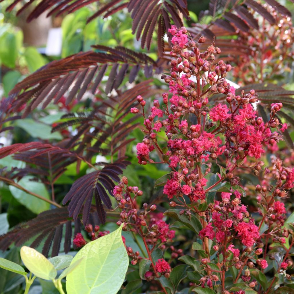 Chinesische Kräuselmyrte Berry Dazzle - Lagerstroemia