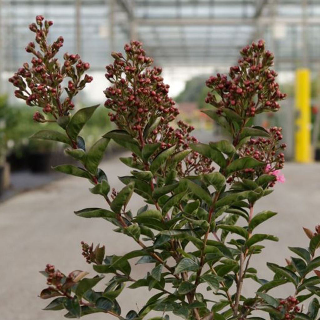 Lilas des Indes - Lagerstroemia indica Enduring Pink