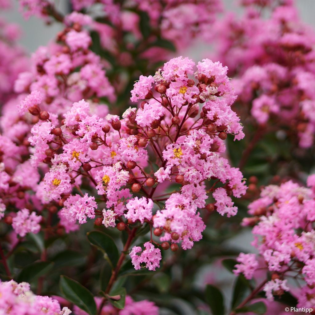 Chinesische Kräuselmyrte Eveline - Lagerstroemia