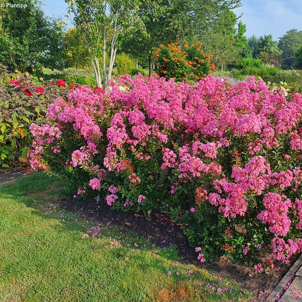 Chinesische Kräuselmyrte Eveline - Lagerstroemia