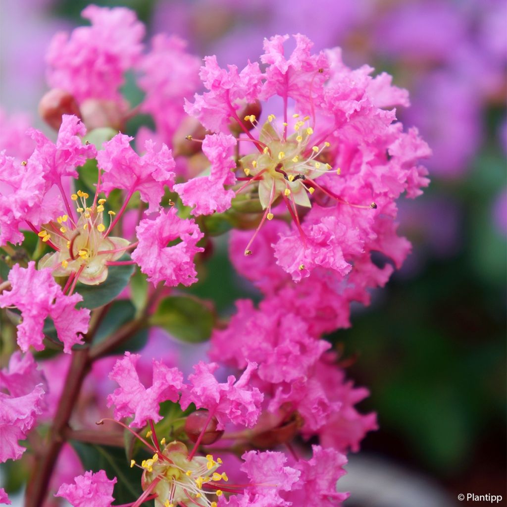 Chinesische Kräuselmyrte Girl With Love - Lagerstroemia