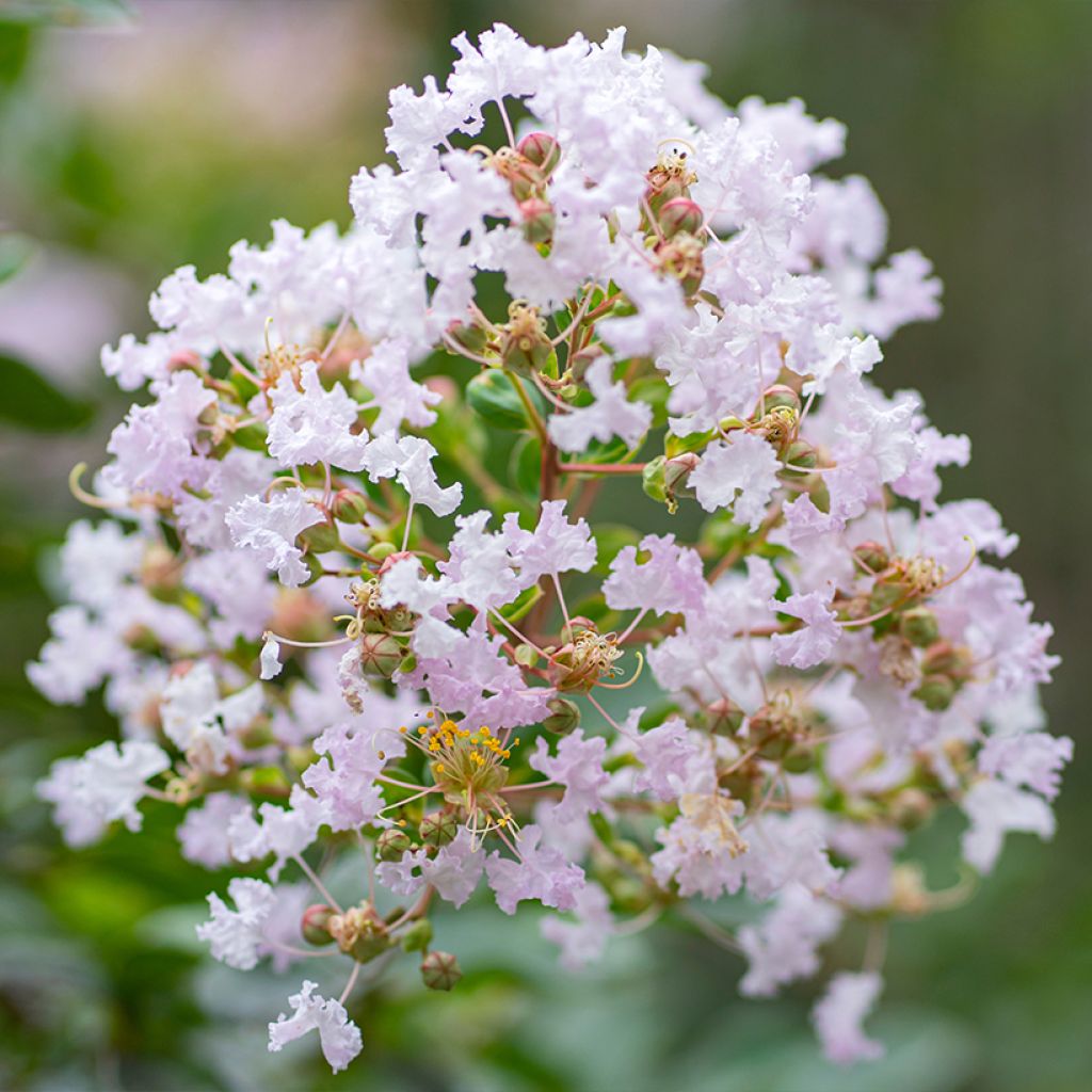 Chinesische Kräuselmyrte La Fayette - Lagerstroemia