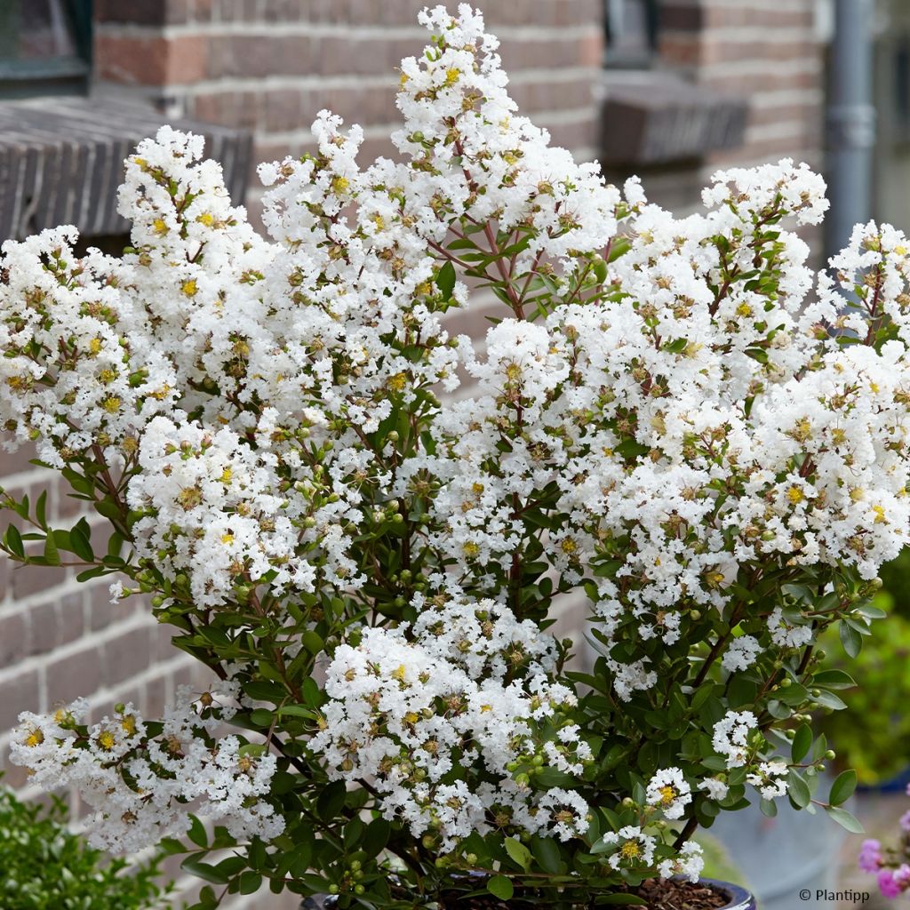 Chinesische Kräuselmyrte Virgin With Love - Lagerstroemia