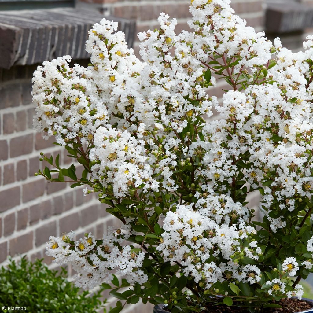 Lilas des Indes - Lagerstroemia indica Virgin With Love