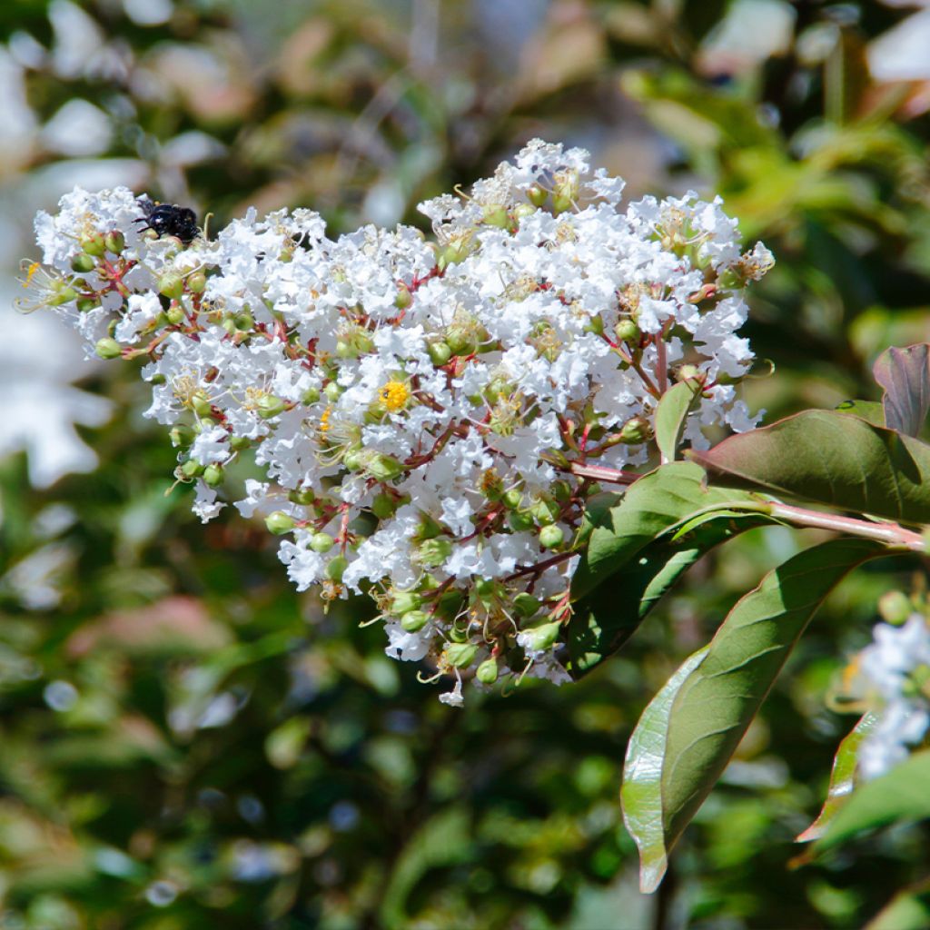 Chinesische Kräuselmyrte White Chocolate - Lagerstroemia