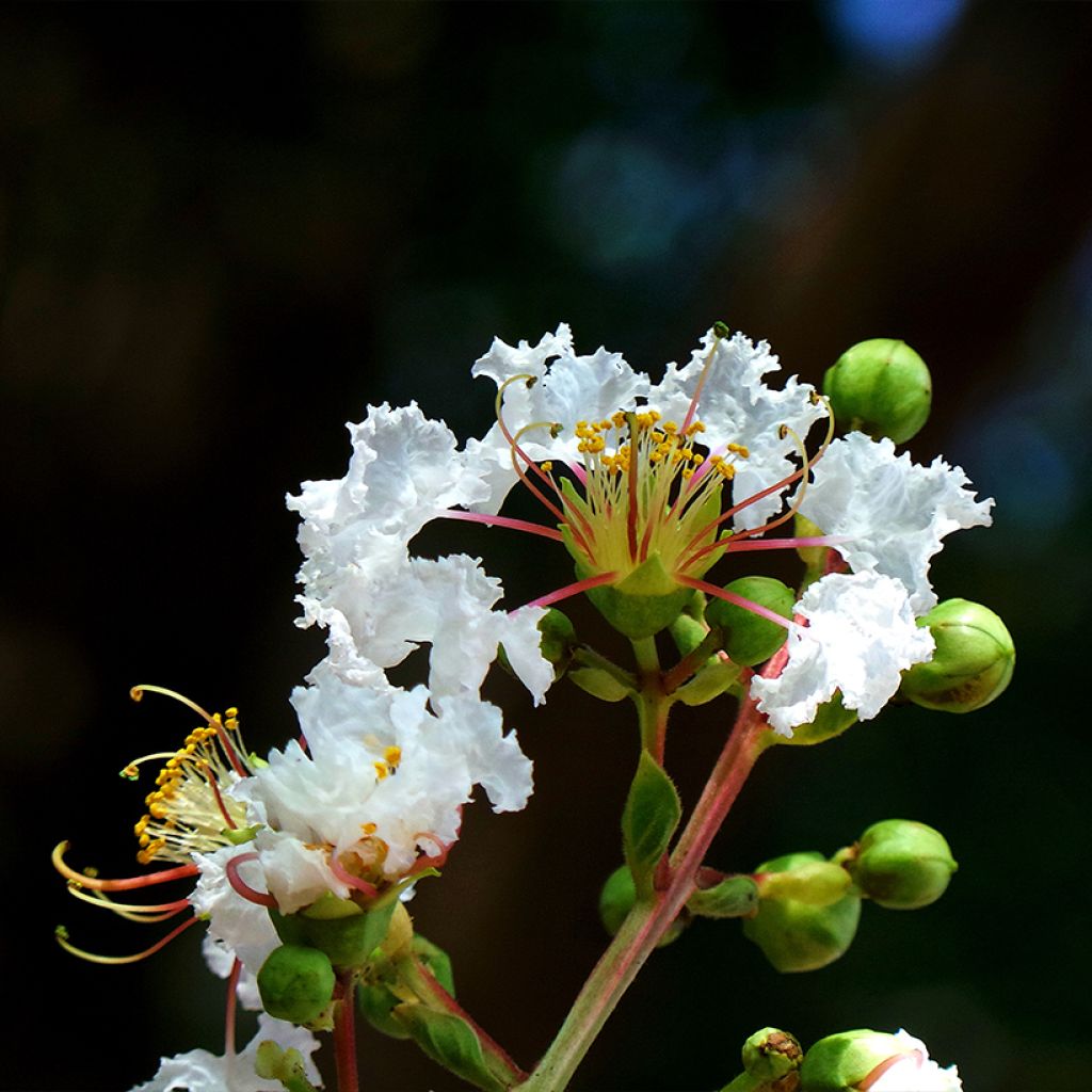 Chinesische Kräuselmyrte White Chocolate - Lagerstroemia