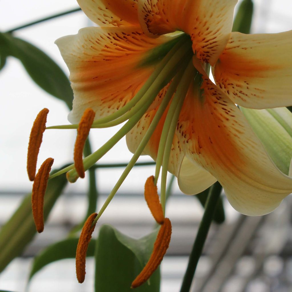 Riesentürkenbundlilie Lady Alice - Lilium henryi