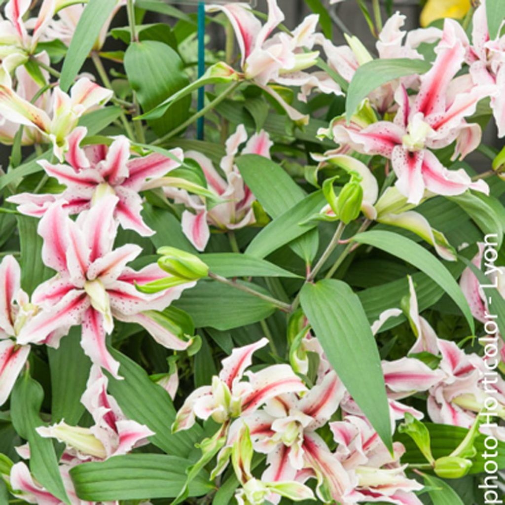 Lis oriental double - Lilium Magic Star