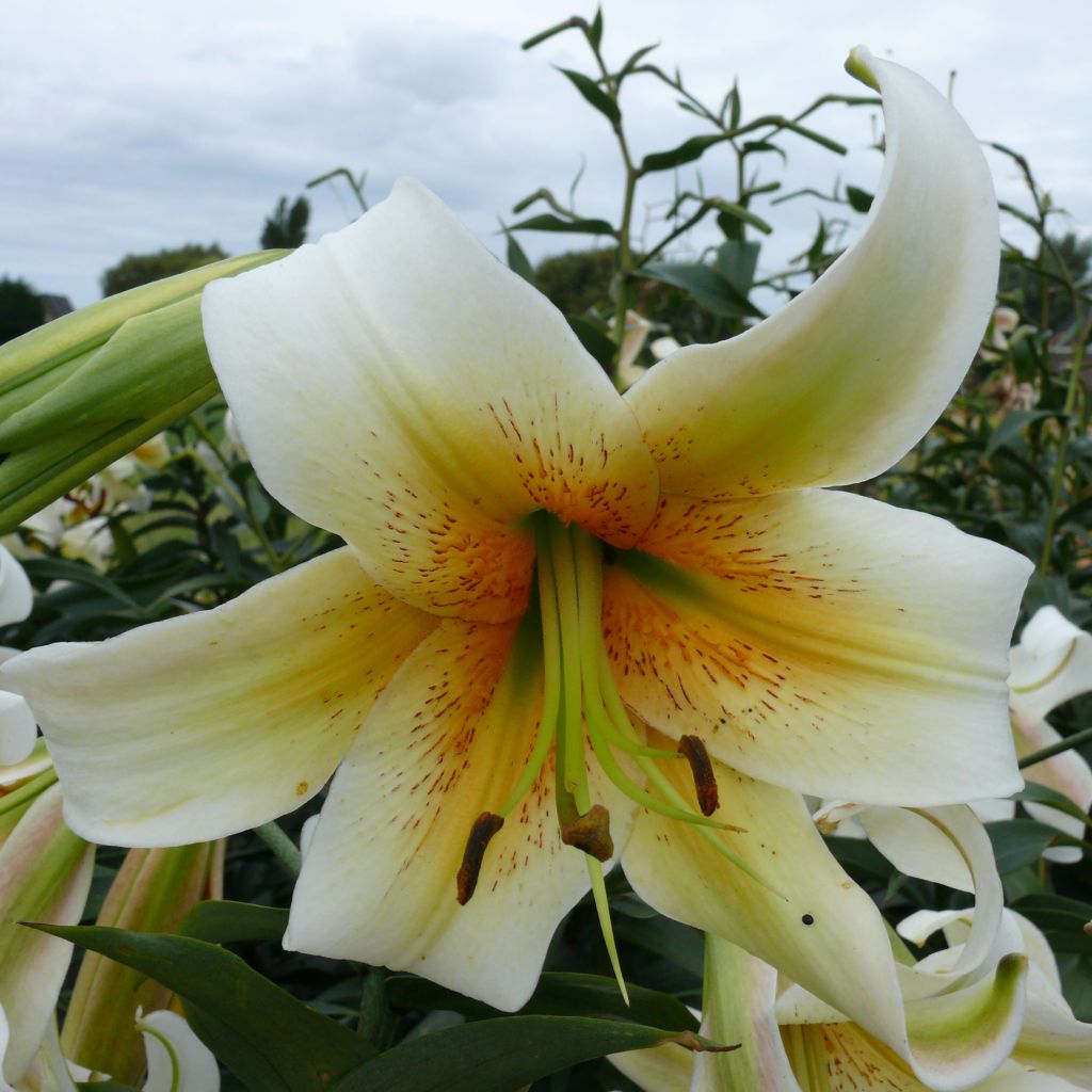 Orientalische Lilie Mister Cas - Lilium