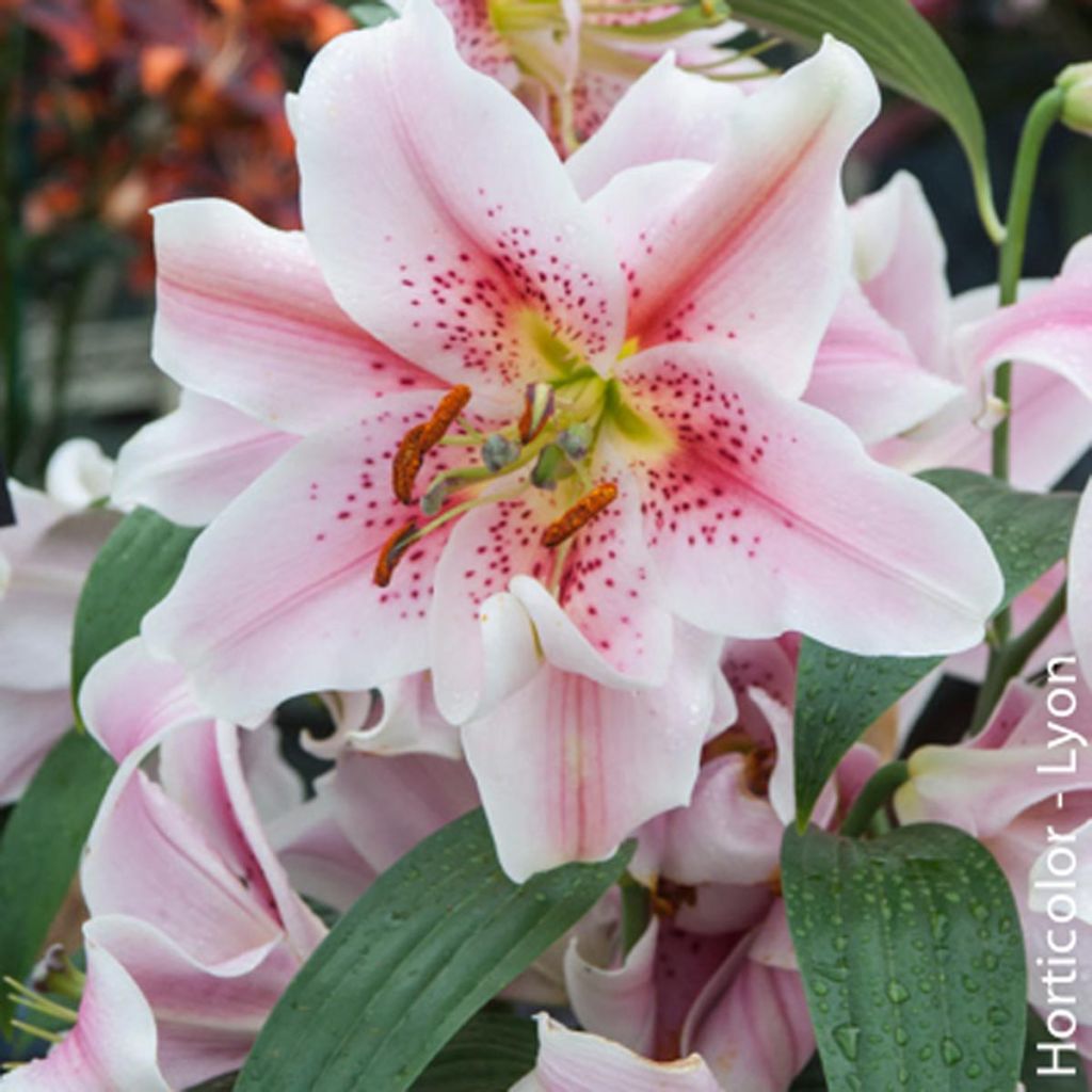 Orientalische Lilie Mona Lisa - Lilium