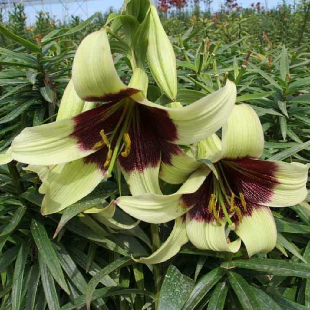 Nepal-Lilie - Lilium nepalense