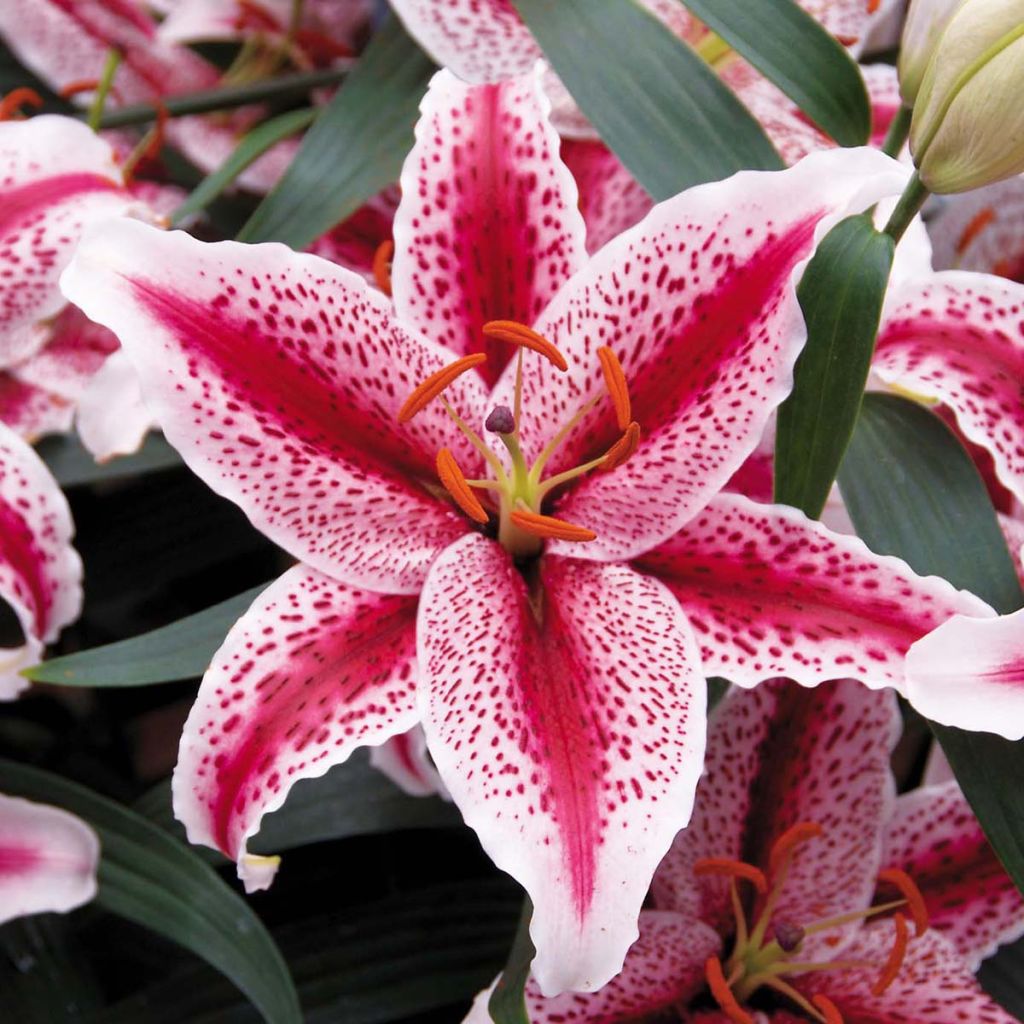 Orientalische Lilie Tiger Edition - Lilium oriental