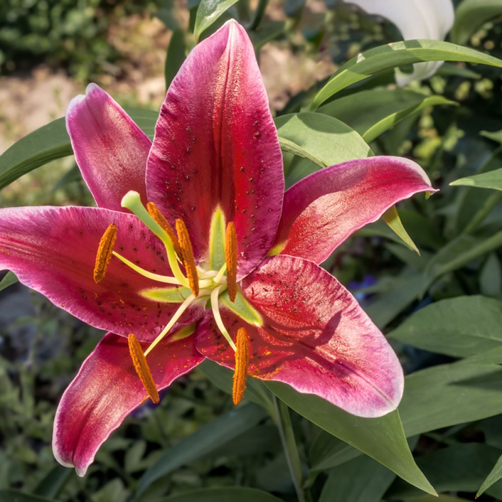 Orientalische Lilie Bacardi - Lilium