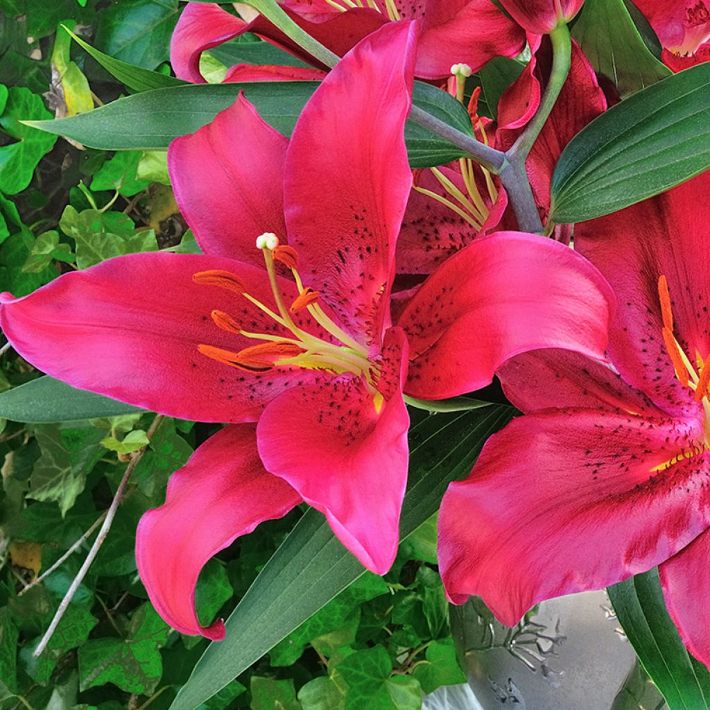 Orientalische Lilie Ferrero - Lilium