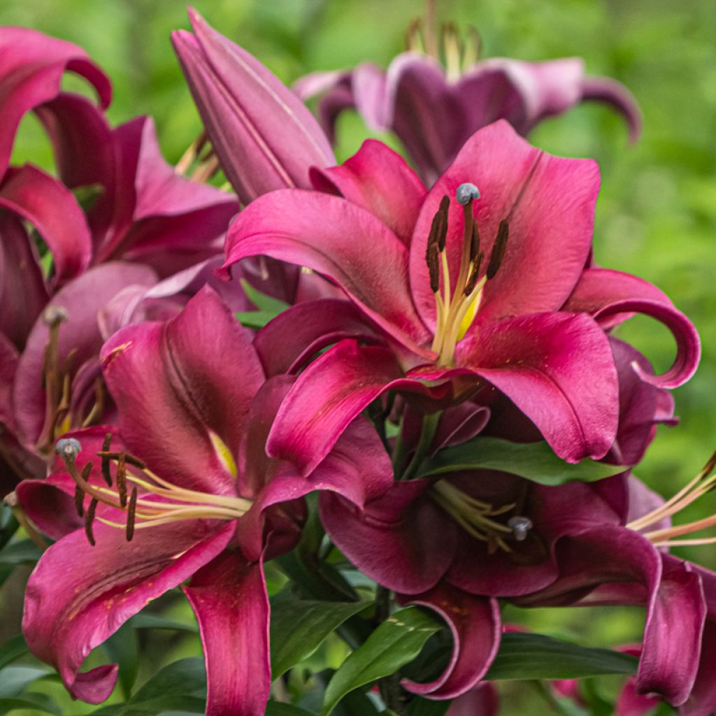 Orientalische Lilie Ferrero - Lilium