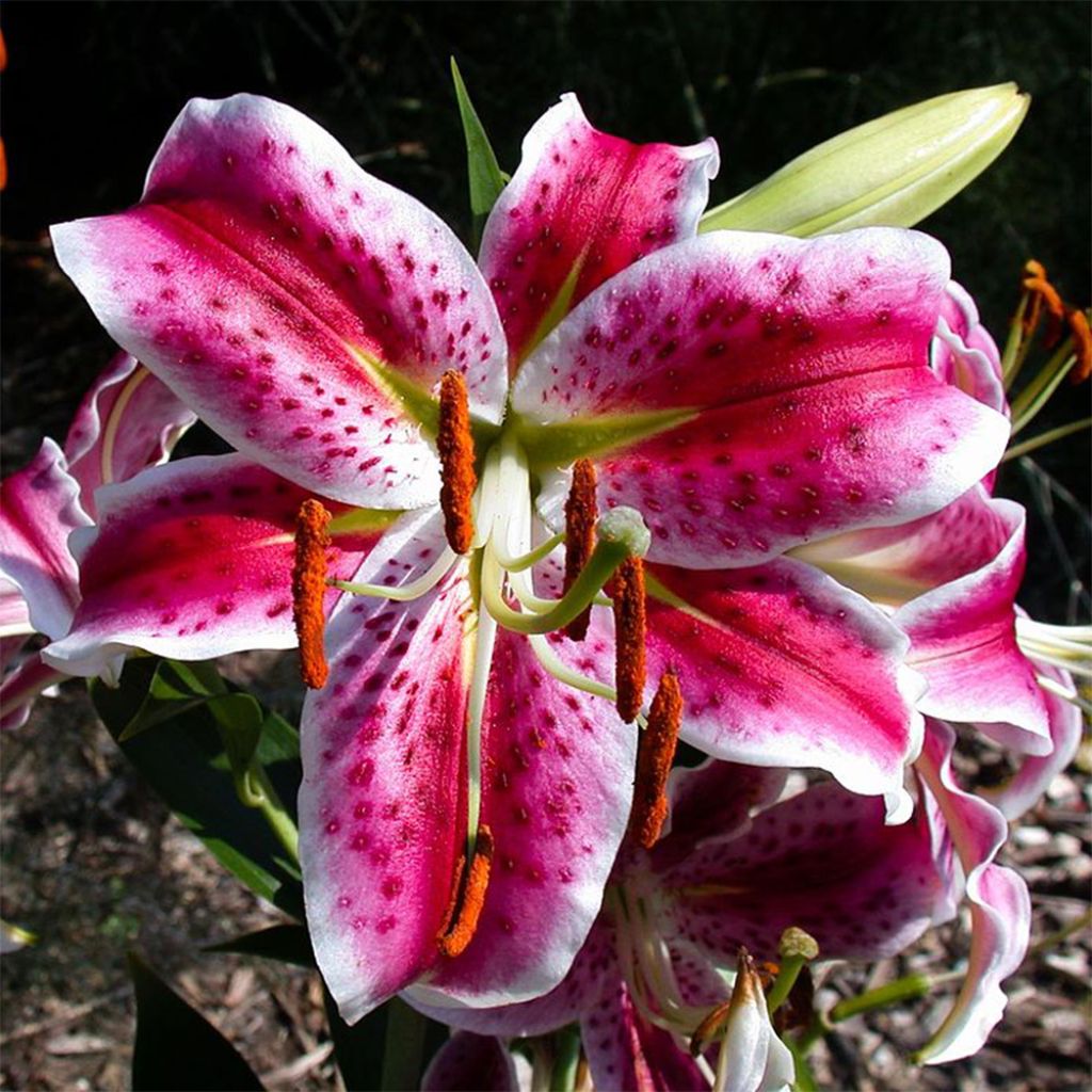 Lis botanique - Lilium speciosum Uchida