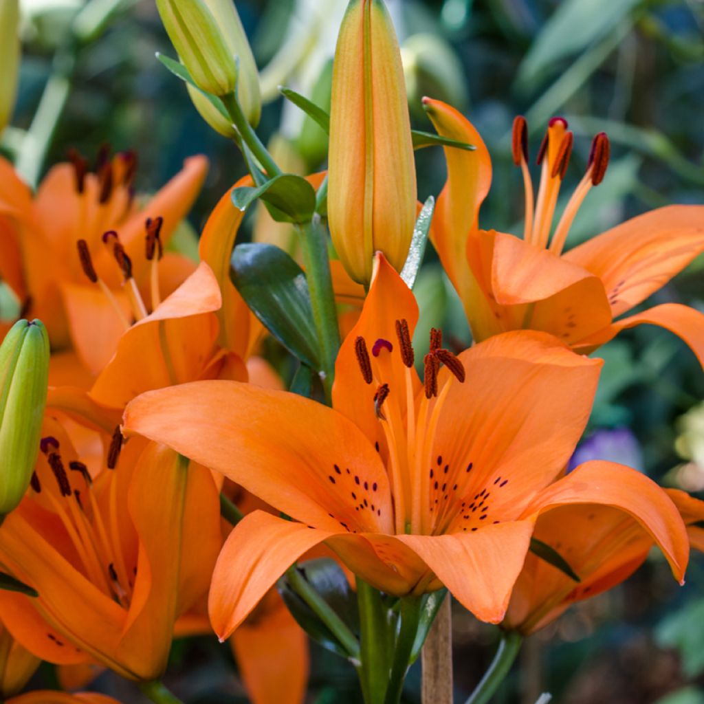 Orientalische Lilie Tebaldi - Lilium