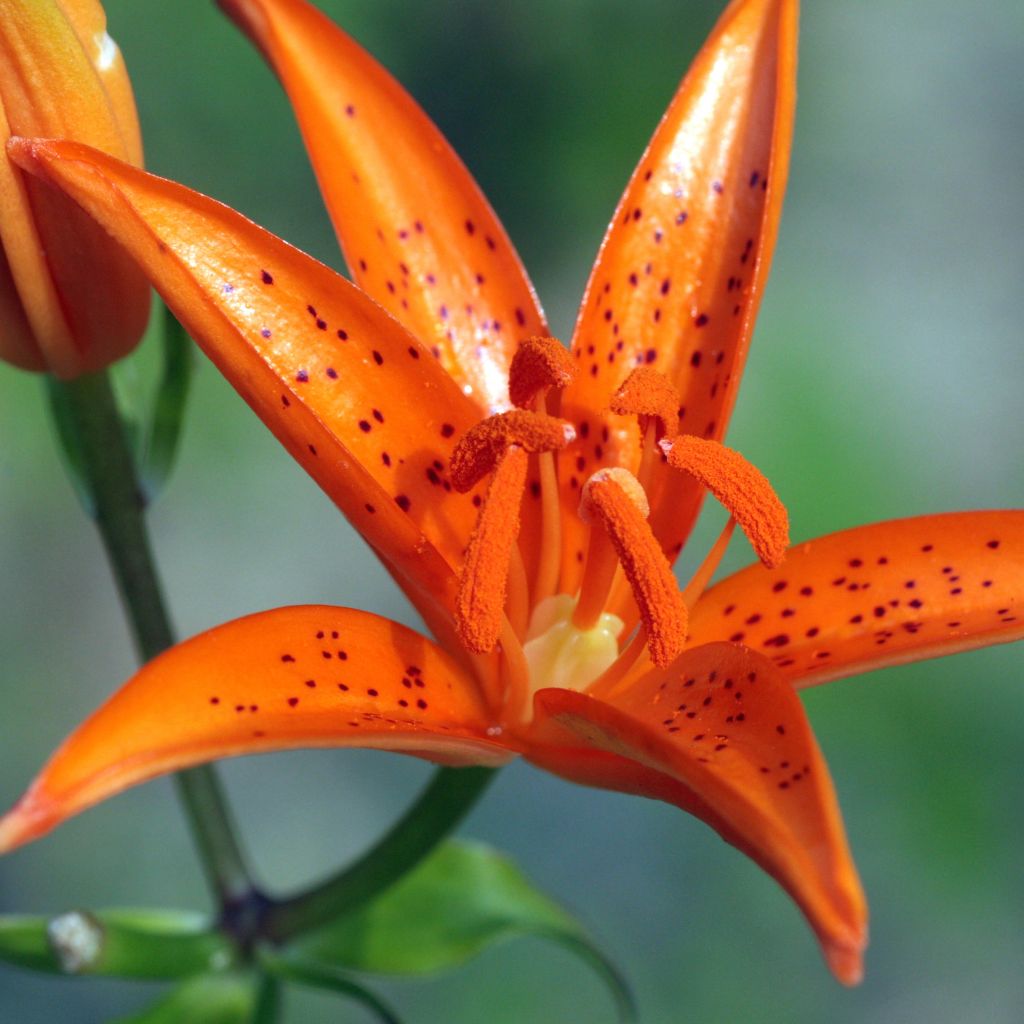 Lilie - Lilium tsingtauense