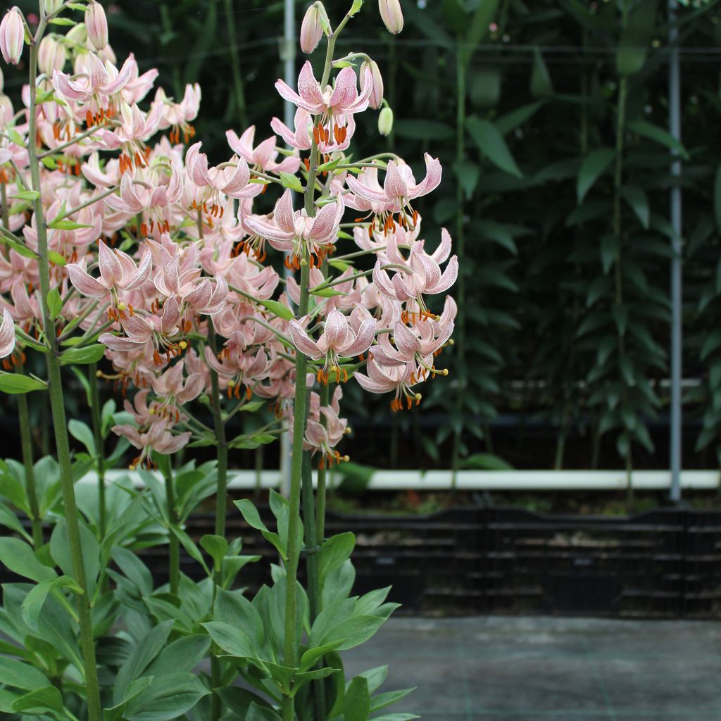 Lis hybride de martagon - Lilium x martagon Pink Morning